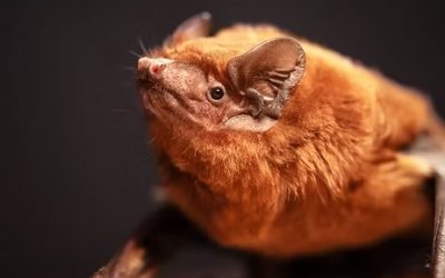 Fledermaus Station Österreich