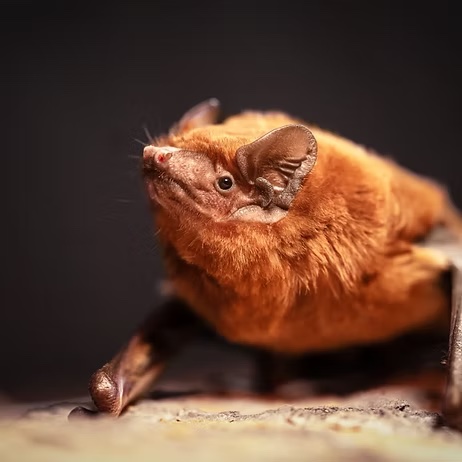 Fledermaus Station Österreich